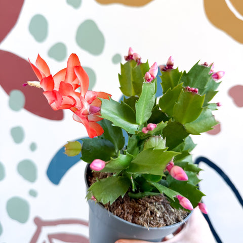 Schlumbergera - Orange Holiday Cactus - Sprouts of Bristol