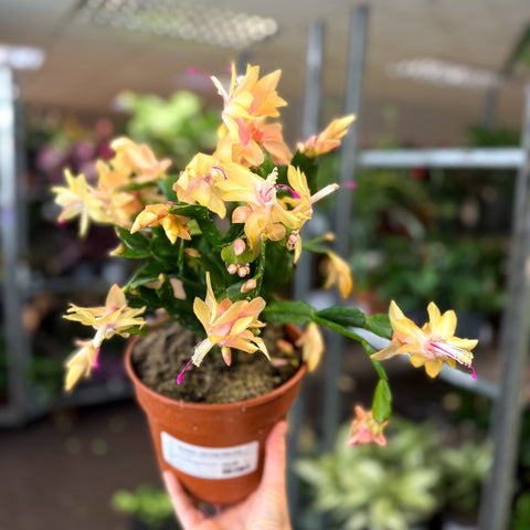 Schlumbergera - Peach Orange Holiday Cactus - Sprouts of Bristol