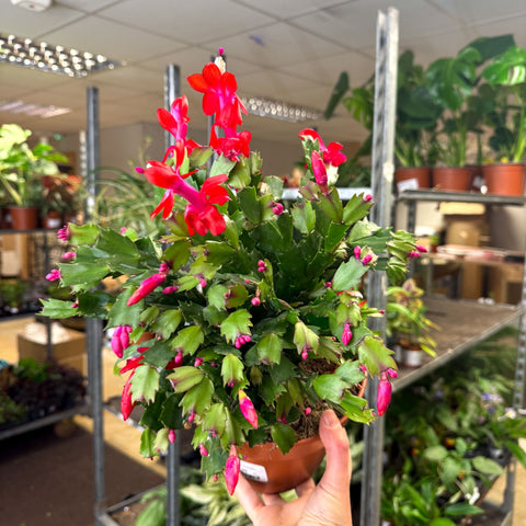 Schlumbergera - Red Holiday Cactus - Sprouts of Bristol