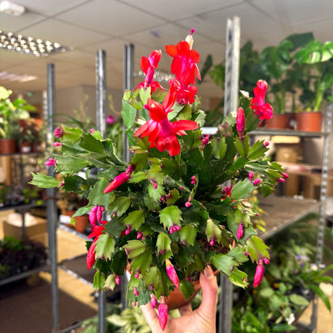 Schlumbergera - Red Holiday Cactus - Sprouts of Bristol