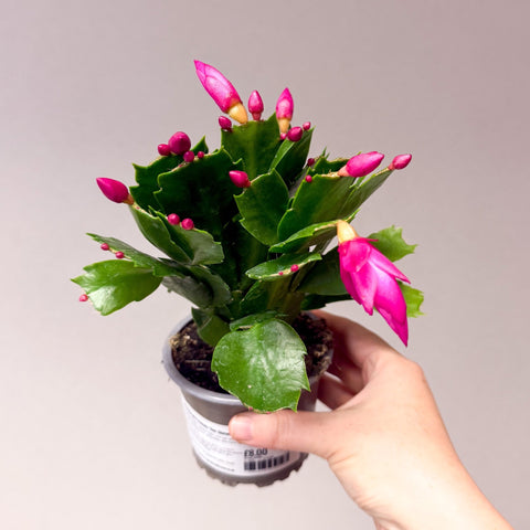 Schlumbergera truncata ‘Thor Carolyne' - Bright Pink Holiday Cactus - Sprouts of Bristol
