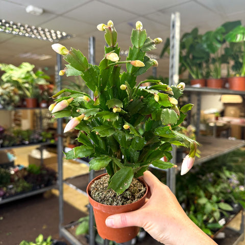 Schlumbergera - White Holiday Cactus - Sprouts of Bristol