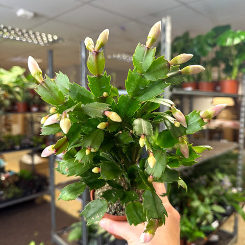 Schlumbergera - White Holiday Cactus - Sprouts of Bristol