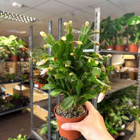 Schlumbergera - White Holiday Cactus - Sprouts of Bristol