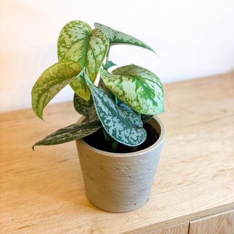 Scindapsus pictus 'Trebie / Exotica' - Satin Pothos - Sprouts of Bristol