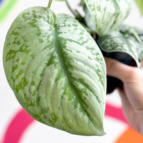 Scindapsus pictus 'Trebie / Exotica' - Satin Pothos - Sprouts of Bristol