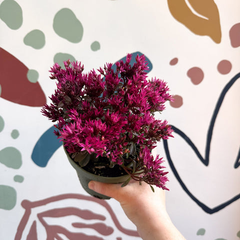 Sedum spurium 'Spot On Deep Rose' - Sprouts of Bristol