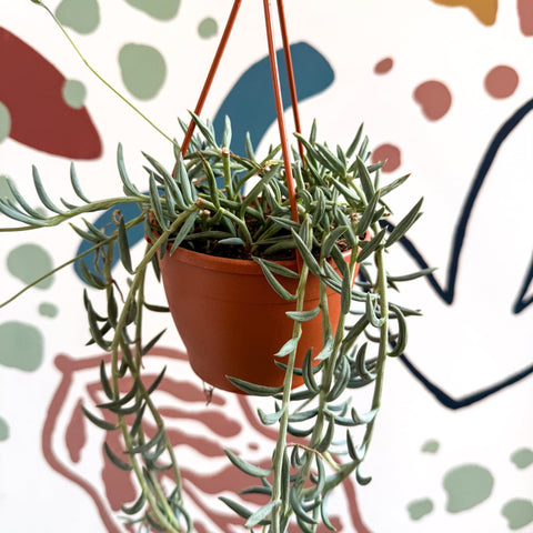 Senecio hallianus - String of Blue Beans - Sprouts of Bristol