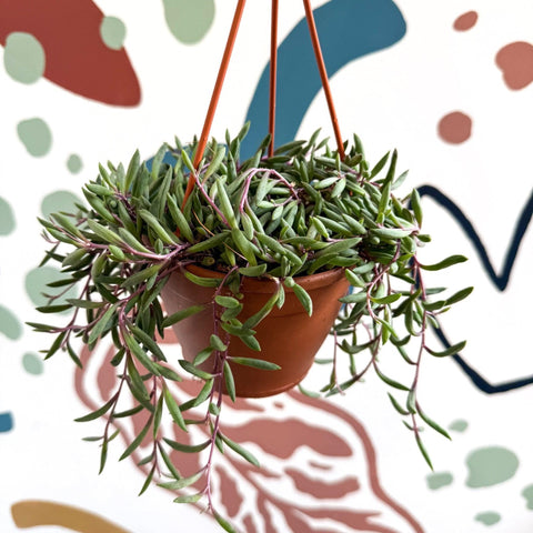Senecio herreianus 'Purple Flush' - Purple String of Bananas - Sprouts of Bristol