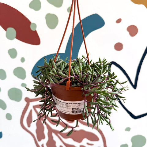 Senecio herreianus 'Purple Flush' - Purple String of Bananas - Sprouts of Bristol