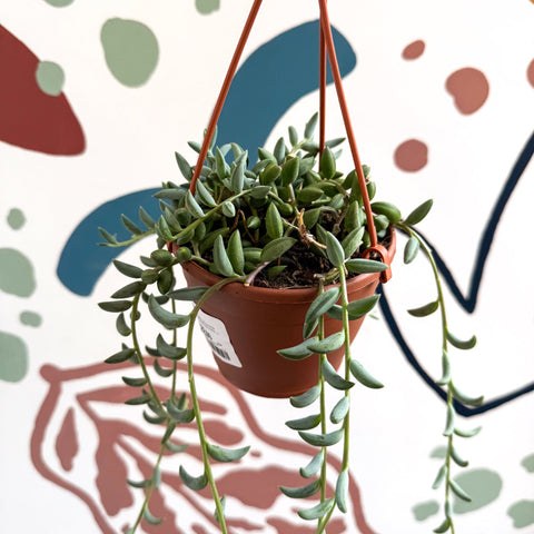 Senecio radicans - String of Bananas - Sprouts of Bristol