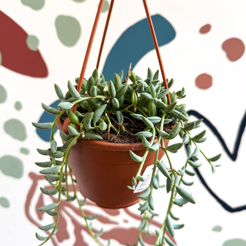 Senecio radicans - String of Bananas - Sprouts of Bristol