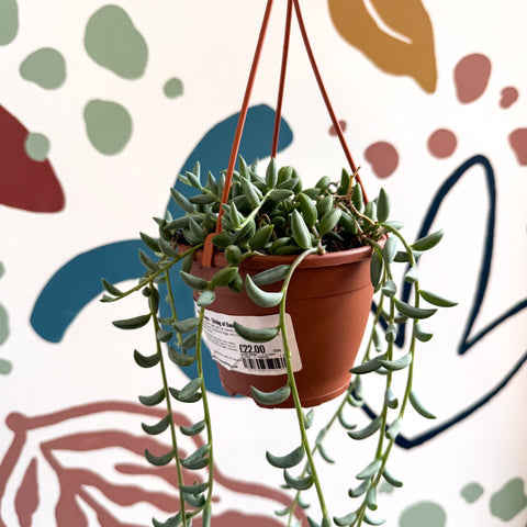 Senecio radicans - String of Bananas - Sprouts of Bristol
