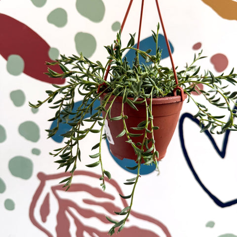 Senecio radicans - String of Fish Hooks - Sprouts of Bristol