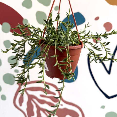 Senecio radicans - String of Fish Hooks - Sprouts of Bristol