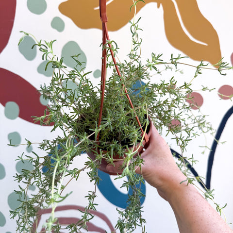 Senecio 'Twinkle Little Star' - String of Stars - Sprouts of Bristol