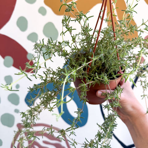 Senecio 'Twinkle Little Star' - String of Stars - Sprouts of Bristol