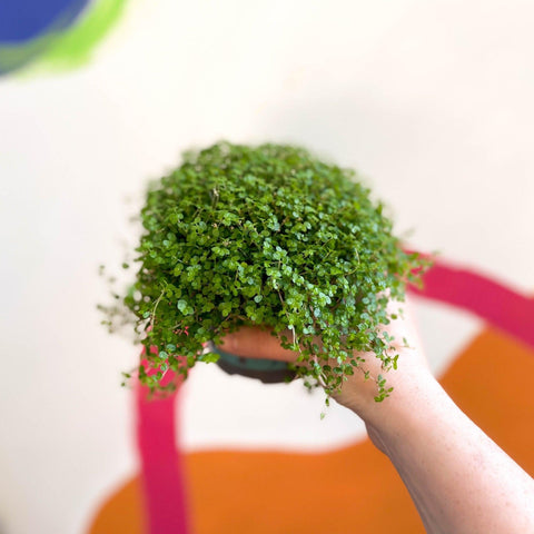 Soleirolia soleirolii - Baby's tears - Sprouts of Bristol