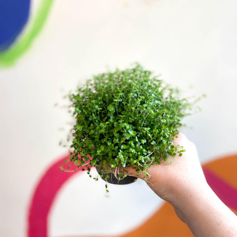 Soleirolia soleirolii - Baby's tears - Sprouts of Bristol