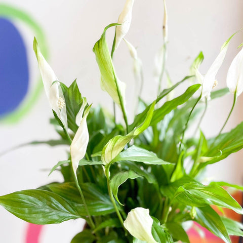Spathiphyllum 'Chopin' - Peace Lily - Sprouts of Bristol