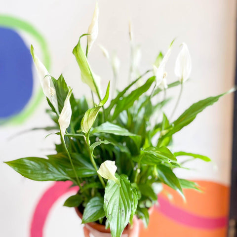 Spathiphyllum 'Chopin' - Peace Lily - Sprouts of Bristol