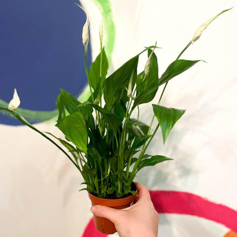 Spathiphyllum 'Chopin' - Peace Lily - Sprouts of Bristol