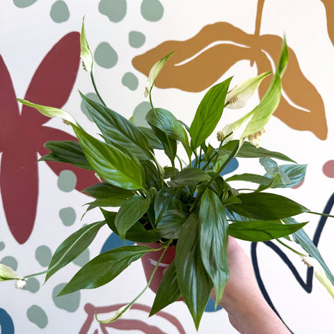 Spathiphyllum 'Korto' - Peace Lily - Sprouts of Bristol