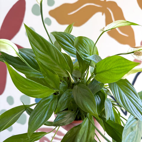 Spathiphyllum 'Korto' - Peace Lily - Sprouts of Bristol