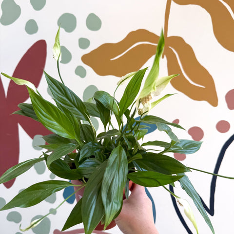 Spathiphyllum 'Korto' - Peace Lily - Sprouts of Bristol