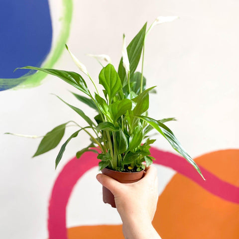 Spathiphyllum 'Pearl Cupido' - Peace Lily - Sprouts of Bristol