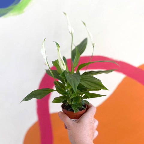 Spathiphyllum 'Pearl Cupido' - Peace Lily - Sprouts of Bristol