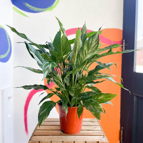 Spathiphyllum wallisii 'Diamond' - Variegated Peace Lily - Sprouts of Bristol