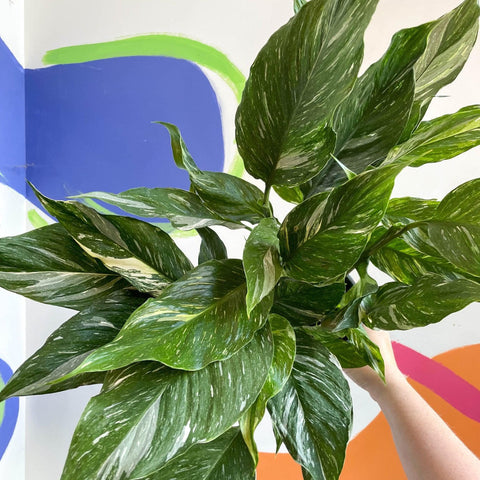 Spathiphyllum wallisii 'Diamond' - Variegated Peace Lily - Sprouts of Bristol