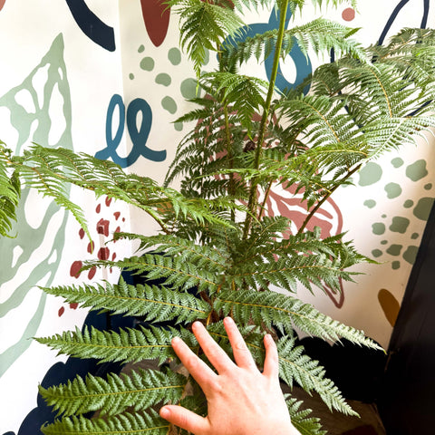 Sphaeropteris cooperi - Lacy Tree Fern - Sprouts of Bristol