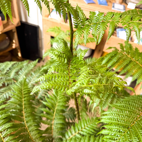 Sphaeropteris cooperi - Lacy Tree Fern - Sprouts of Bristol