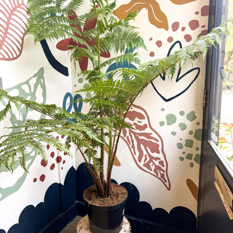 Sphaeropteris cooperi - Lacy Tree Fern - Sprouts of Bristol