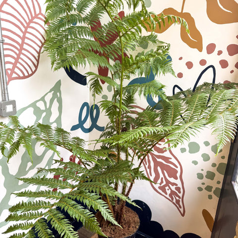 Sphaeropteris cooperi - Lacy Tree Fern - Sprouts of Bristol