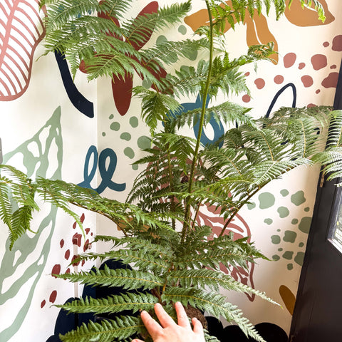 Sphaeropteris cooperi - Lacy Tree Fern - Sprouts of Bristol