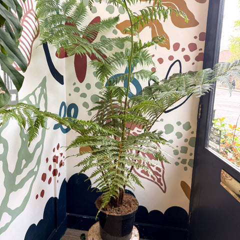 Sphaeropteris cooperi - Lacy Tree Fern - Sprouts of Bristol