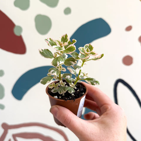 Spurflower - Plectranthus - Welsh Grown - Sprouts of Bristol