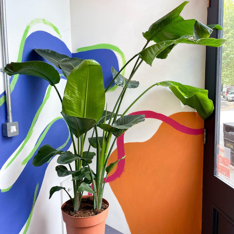 Strelitzia nicolai - Giant White Bird of Paradise - Sprouts of Bristol
