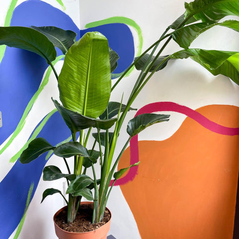 Strelitzia nicolai - Giant White Bird of Paradise - Sprouts of Bristol