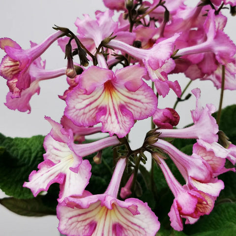 Streptocarpus ionantha 'Fflur' - Welsh Grown - Sprouts of Bristol