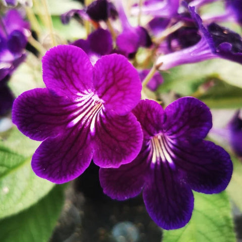 Streptocarpus ionantha 'Pippa' - Welsh Grown - Sprouts of Bristol