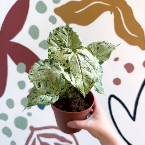 Syngonium 'Green Splash' - Sprouts of Bristol