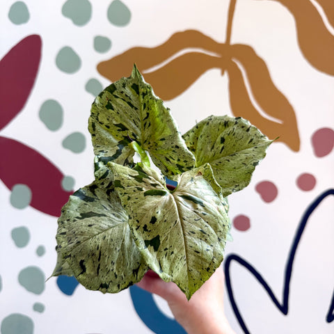 Syngonium 'Green Splash' - Sprouts of Bristol