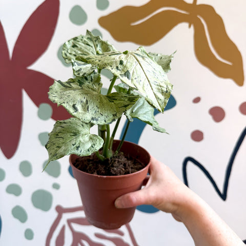 Syngonium 'Green Splash' - Sprouts of Bristol
