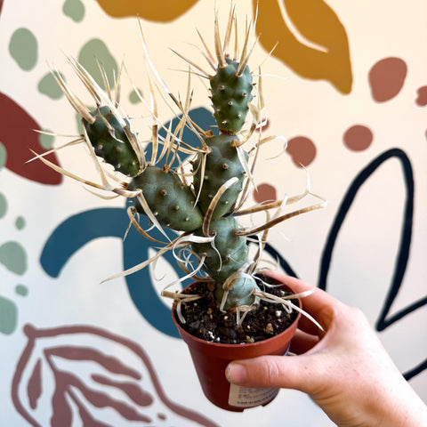 Tephrocactus strobiliformis – Pine Cone Cactus - Sprouts of Bristol