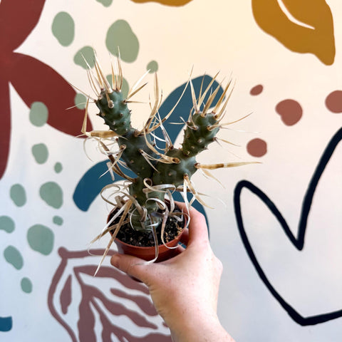 Tephrocactus strobiliformis – Pine Cone Cactus - Sprouts of Bristol