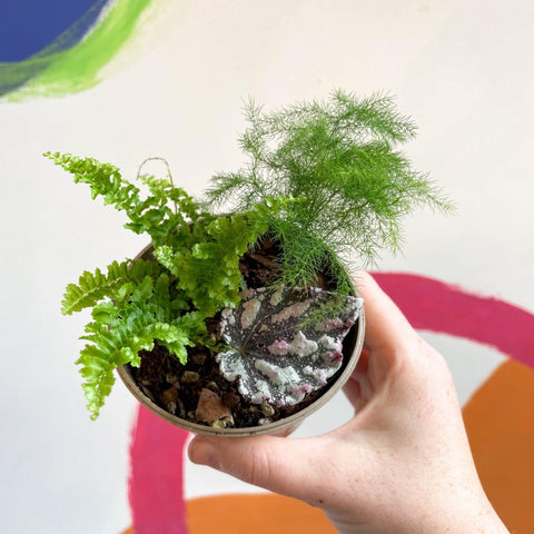 Terrarium Plant Mixed Bundle – 3 Rooted Cuttings in a 6cm Pot - Sprouts of Bristol